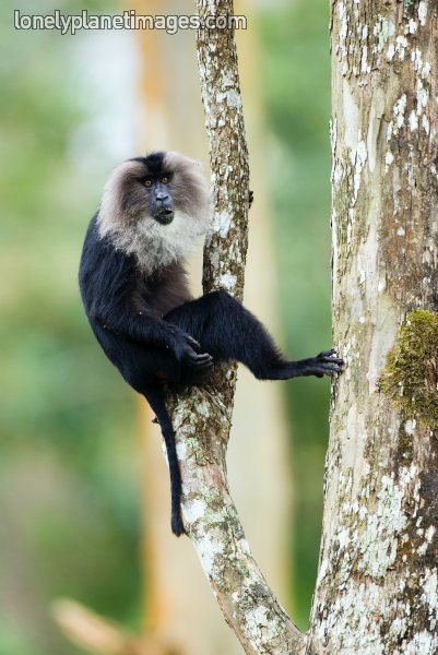 Nilgiri Langur Monkey